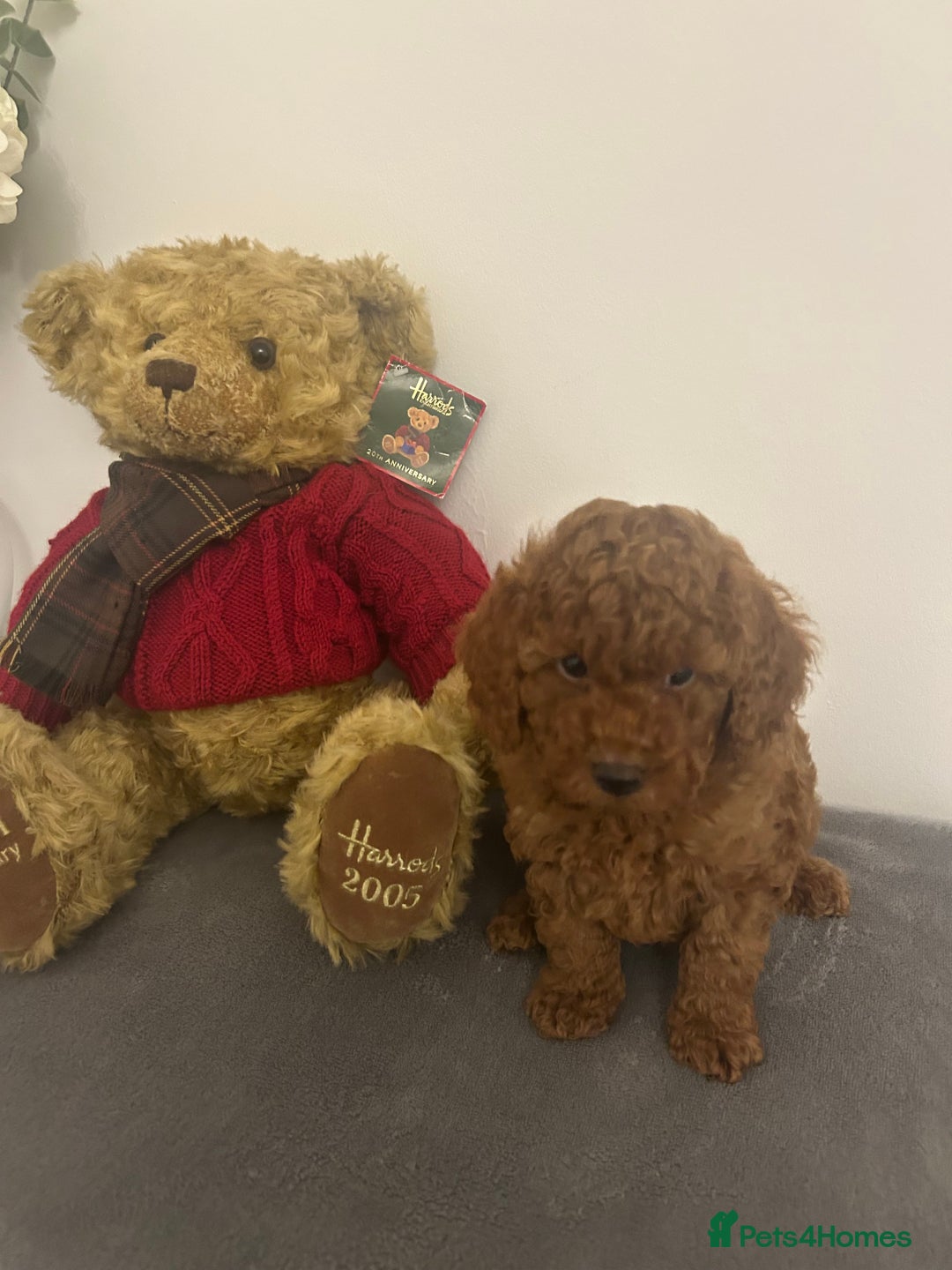Cavapoo dogs for sale: outstanding Cavapoo’s, with heart tested parents - Advert 7