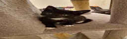 Mixed Breed cats for sale: Lovely kittens looking for forever homes - Advert 15