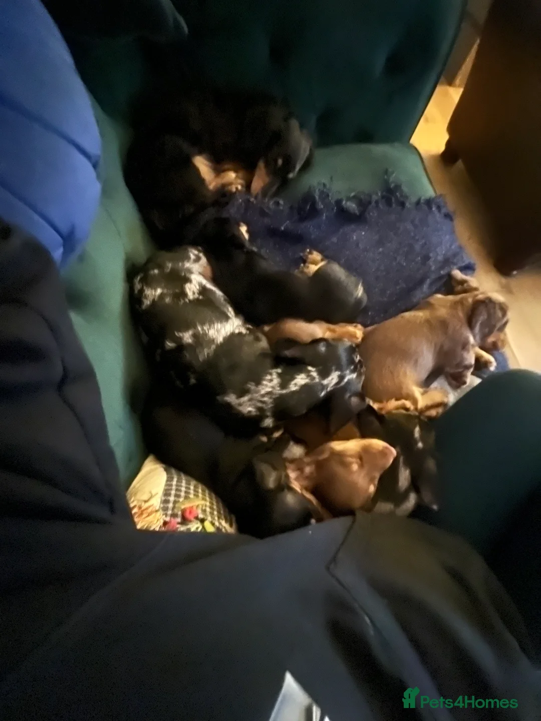 Miniature Dachshund dogs for sale: Puppy 1  - Advert 2