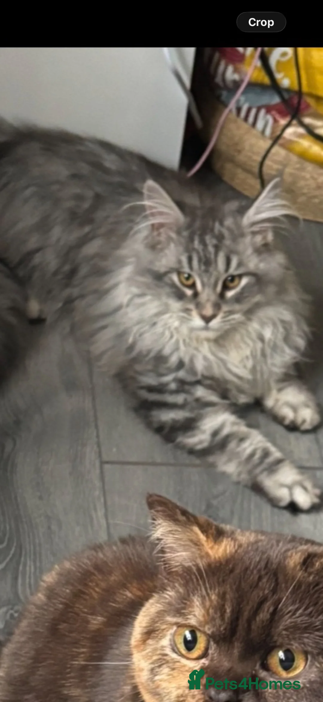 British Longhair cats for sale: 2 lovely cats for sale  - Advert 2
