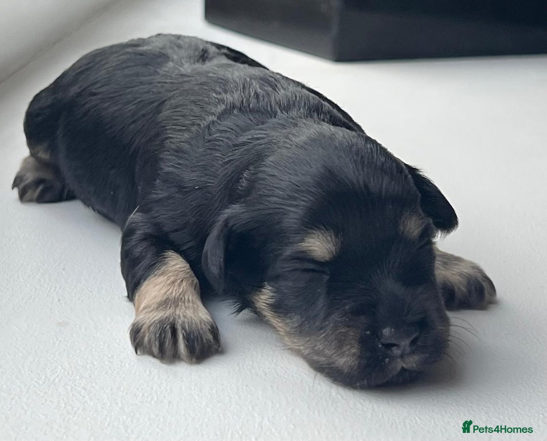 Miniature Schnauzer dogs for sale: Gorgeous KC Reg Health Tested, Mini Schnauzer Pups - Advert 6