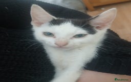 Domestic Shorthair cats for sale: 🐾 9 Beautiful Kittens - Image 27