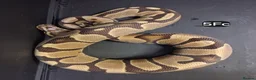 Python Snake reptiles for sale: Baby Royal Pythons, Females various Morphshs  - Advert 9