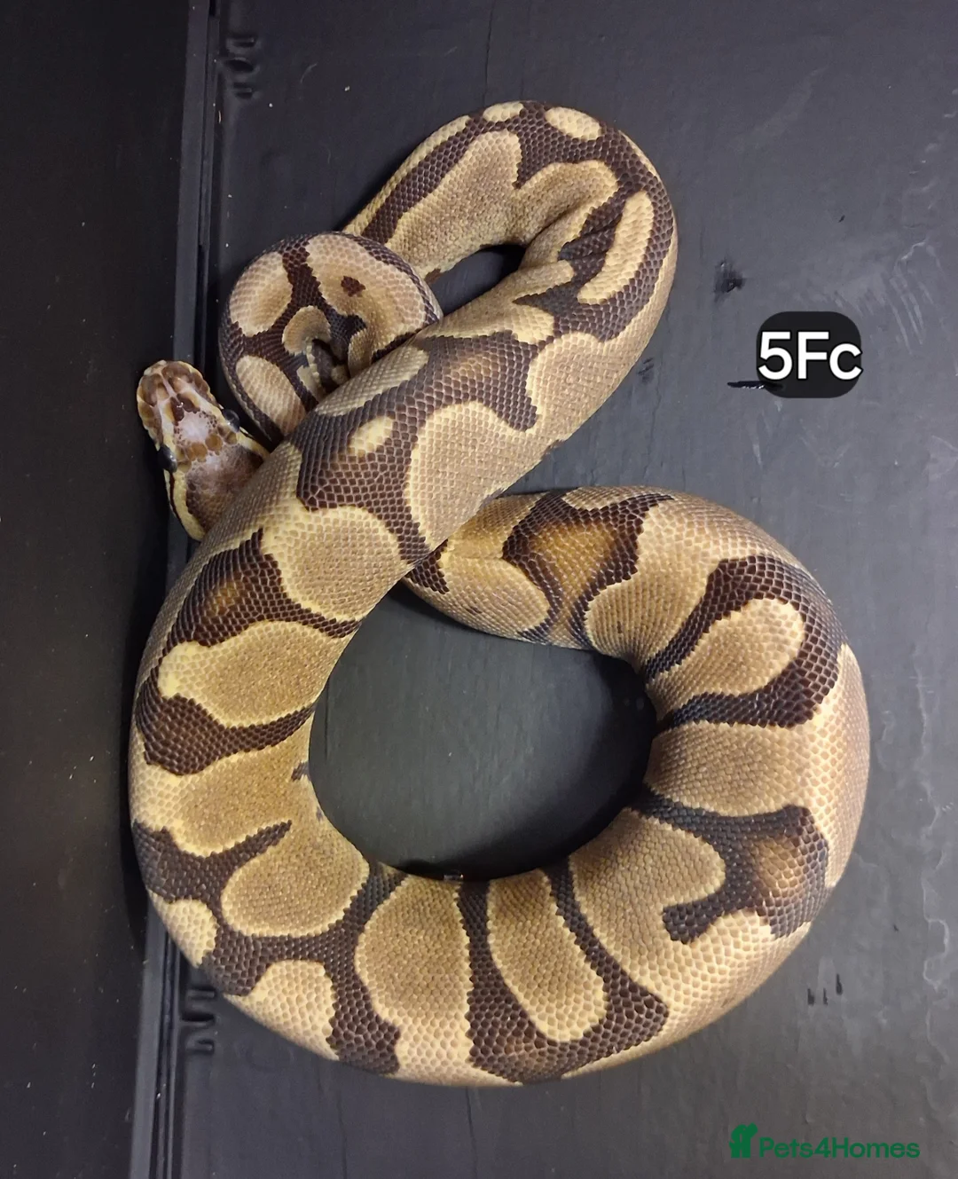 Python Snake reptiles for sale: Baby Royal Pythons, Females various Morphshs  - Advert 9
