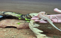 Bearded Dragon reptiles for sale: Juvenile Bearded Dragon PLUS full setup - Image 16