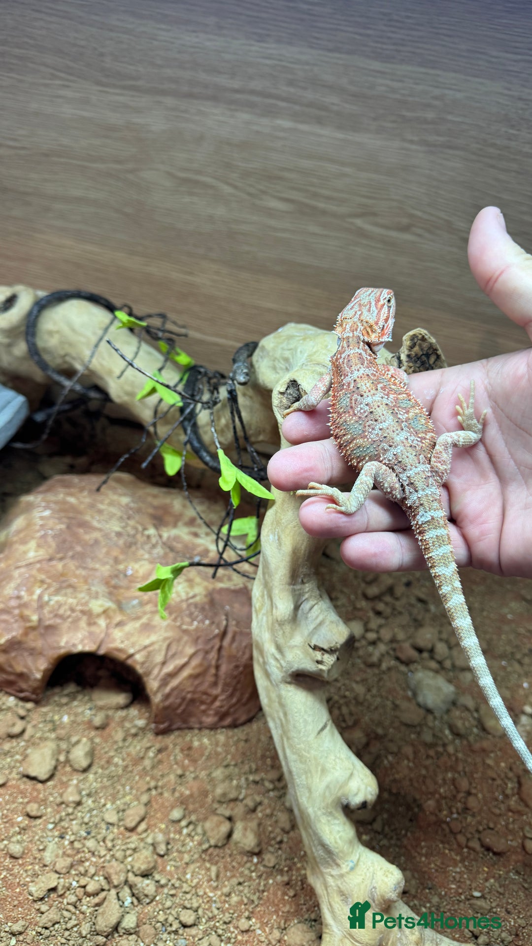 Bearded Dragon reptiles for sale: Juvenile Bearded Dragon PLUS full setup - Image 16