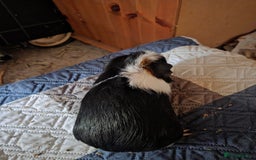 Guinea Pig rodents for sale: Male and female guinea pigs  - Image 4