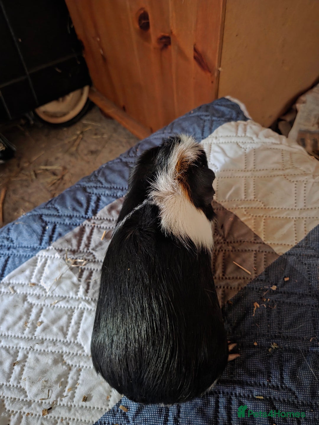 Guinea Pig rodents for sale: Male and female guinea pigs  - Image 4