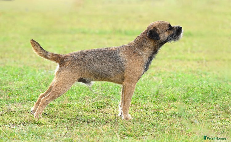 Border Terrier dogs in Uckfield - Advert 1