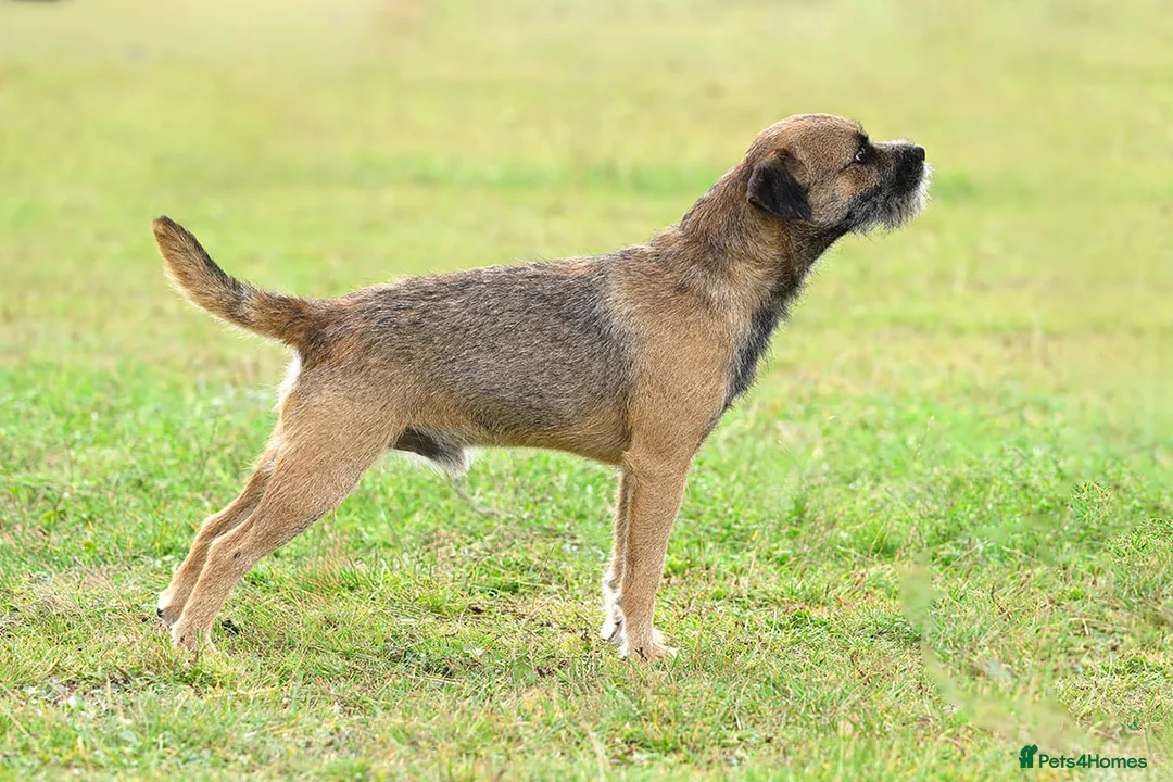 Border Terrier dogs for stud: K.c reg, Red Grizzle Border Terrier STUD ONLY in Uckfield - Advert 1