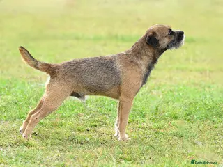 Border Terrier dogs K.c reg, Red Grizzle Border Terrier STUD ONLY in Uckfield - Advert 1