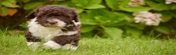 Spanish Water Dog dogs for sale: KC Spanish Water Dog Pups-Coastal Raised with ENS  - Advert 25