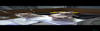 French Bulldog 1