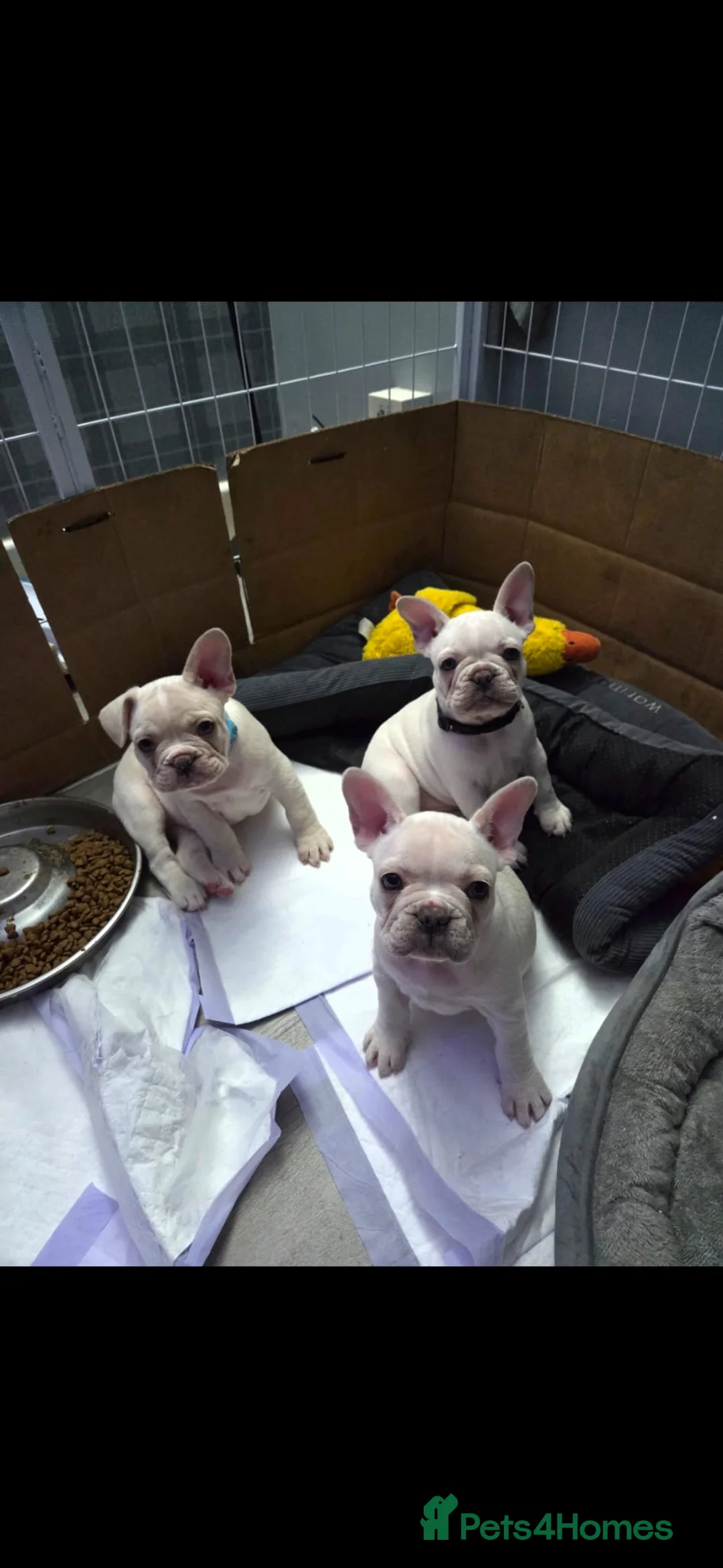 French Bulldog dogs for sale: Stunning French bulldog pups - Advert 21
