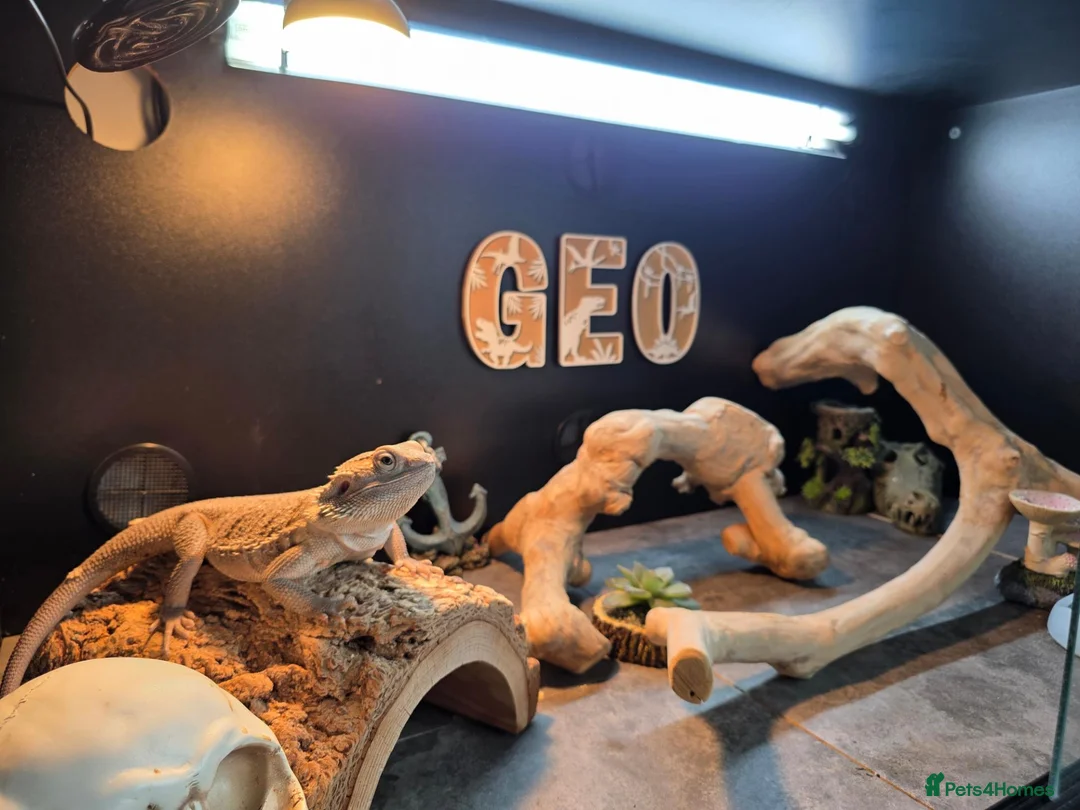 Bearded Dragon reptiles for sale: Male Hypo Zero Bearded Dragon & full set up. - Advert 2