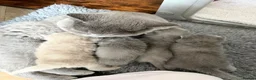 British Shorthair cats for sale: PKD Clear Vet Health Checked BSH Kittens - Advert 4
