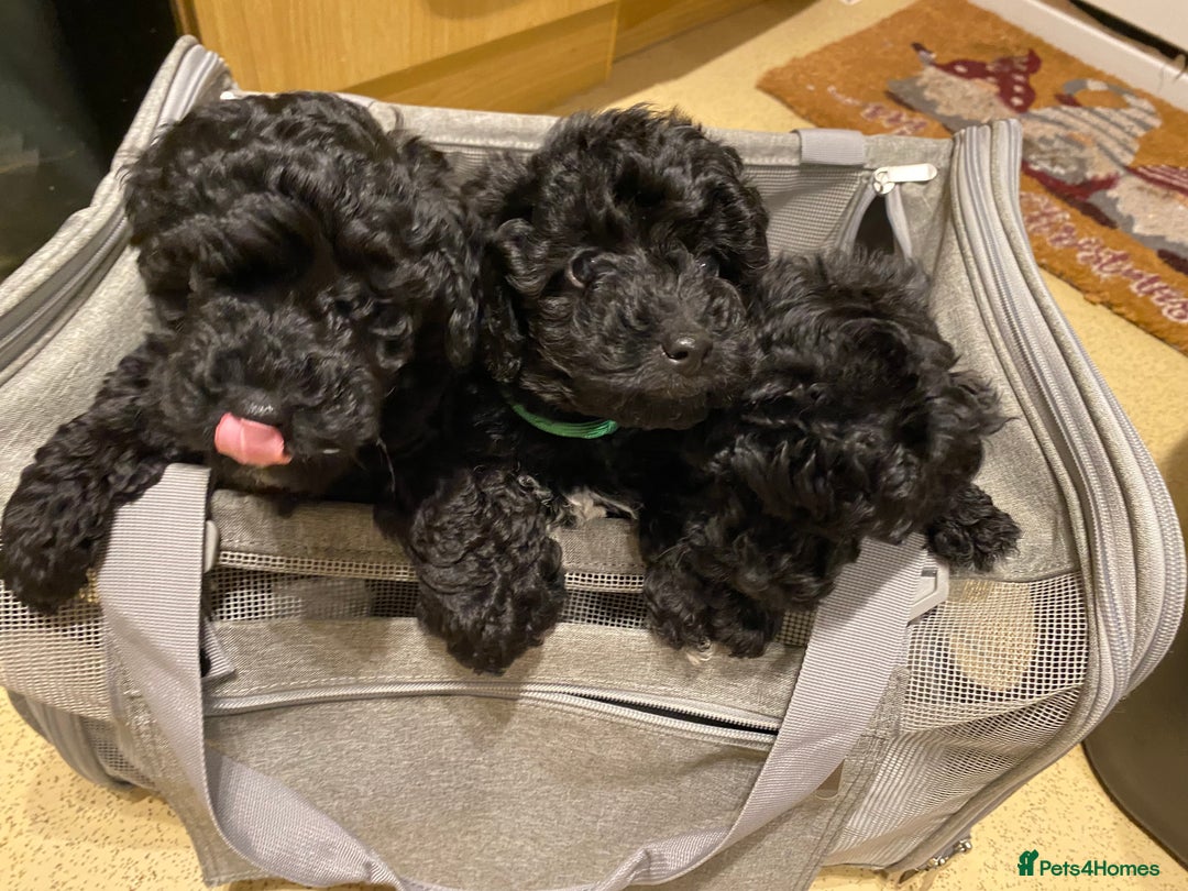 Toy Poodle dogs for sale: Reduced Remaining Toy poodle kc registered  - Advert 6
