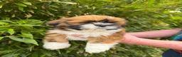 Lhasa Apso dogs for sale: Gorgeous boys ready now - Advert 4