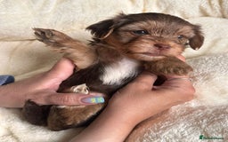 Yorkshire Terrier dogs for sale: DNA tested parents - Yorkie puppies  - Image 29