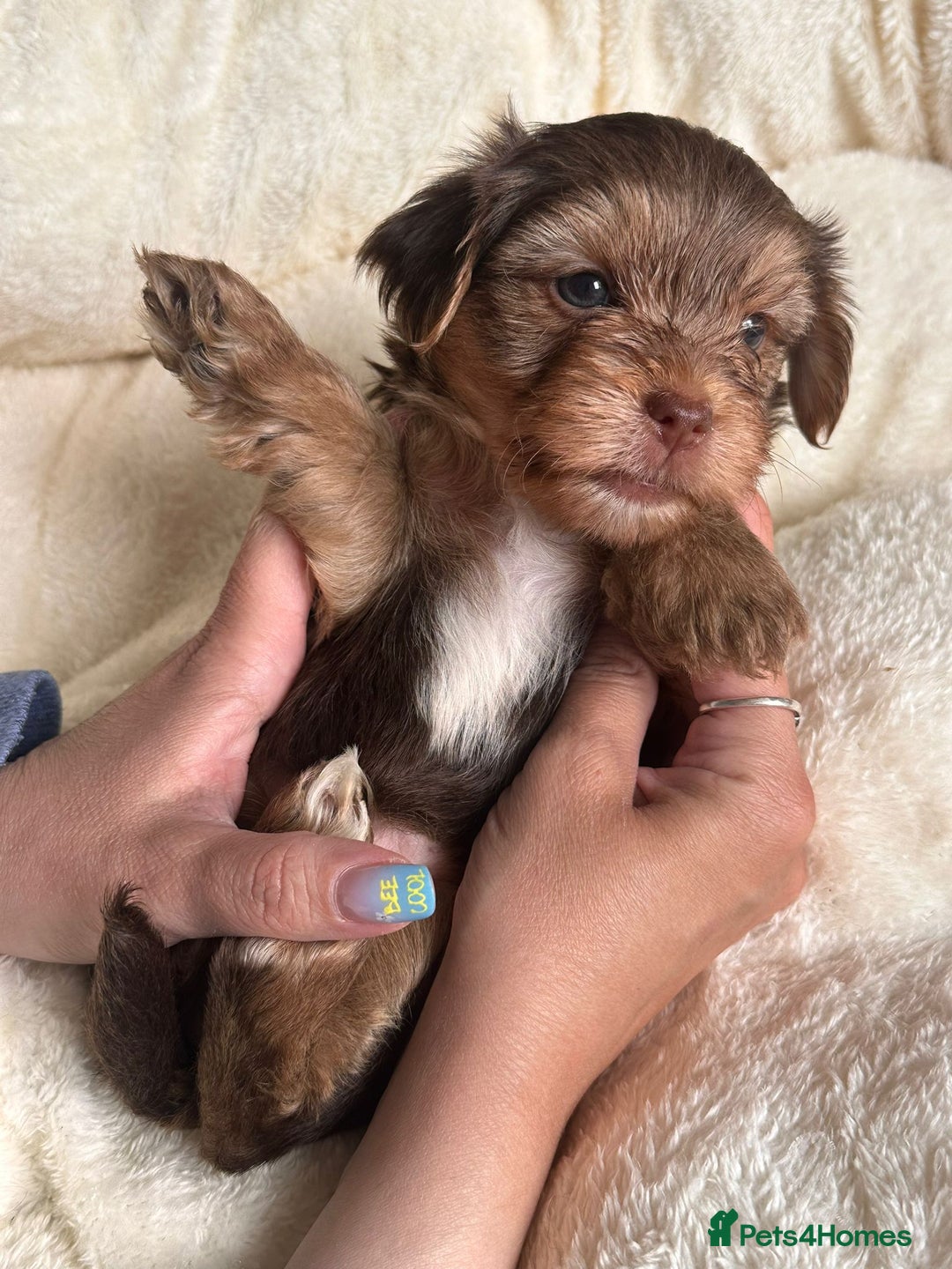 Yorkshire Terrier dogs for sale: DNA tested parents - Yorkie puppies  - Image 29