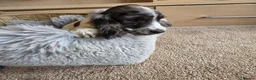 Cocker Spaniel dogs for sale: Working Type Cocker Spaniels - Advert 11