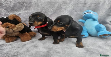 Dachshund dogs - Advert 8