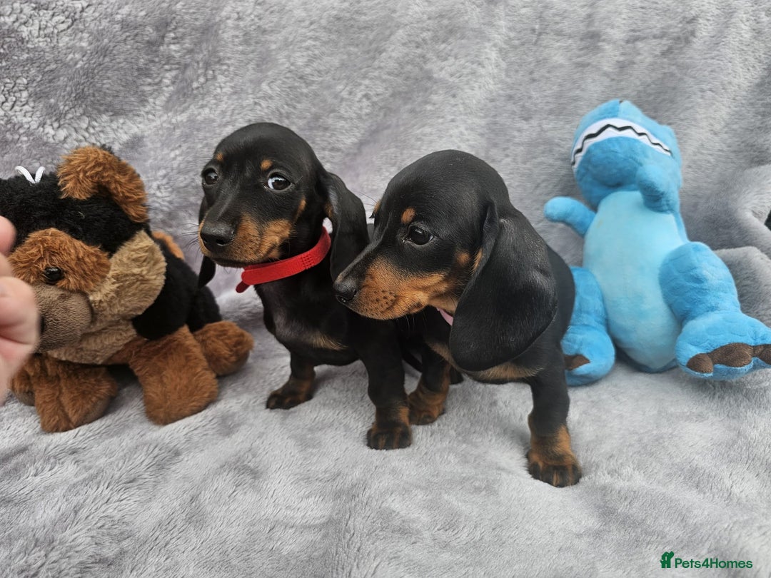 Dachshund dogs for sale: Brilliant Miniature Dachshund Puppies  - Image 7