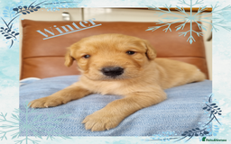 Australian Labradoodle dogs for sale: Stunning red F1b Australian Labradoodle puppies  - Image 24