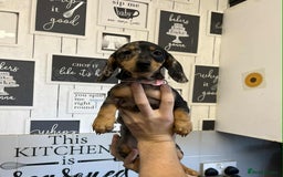 Miniature Dachshund dogs for sale: Beautiful dachshund Merle puppies male & female - Image 7