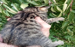 Mixed Breed cats for sale: 3/4 Bengal Kittens  - Image 9