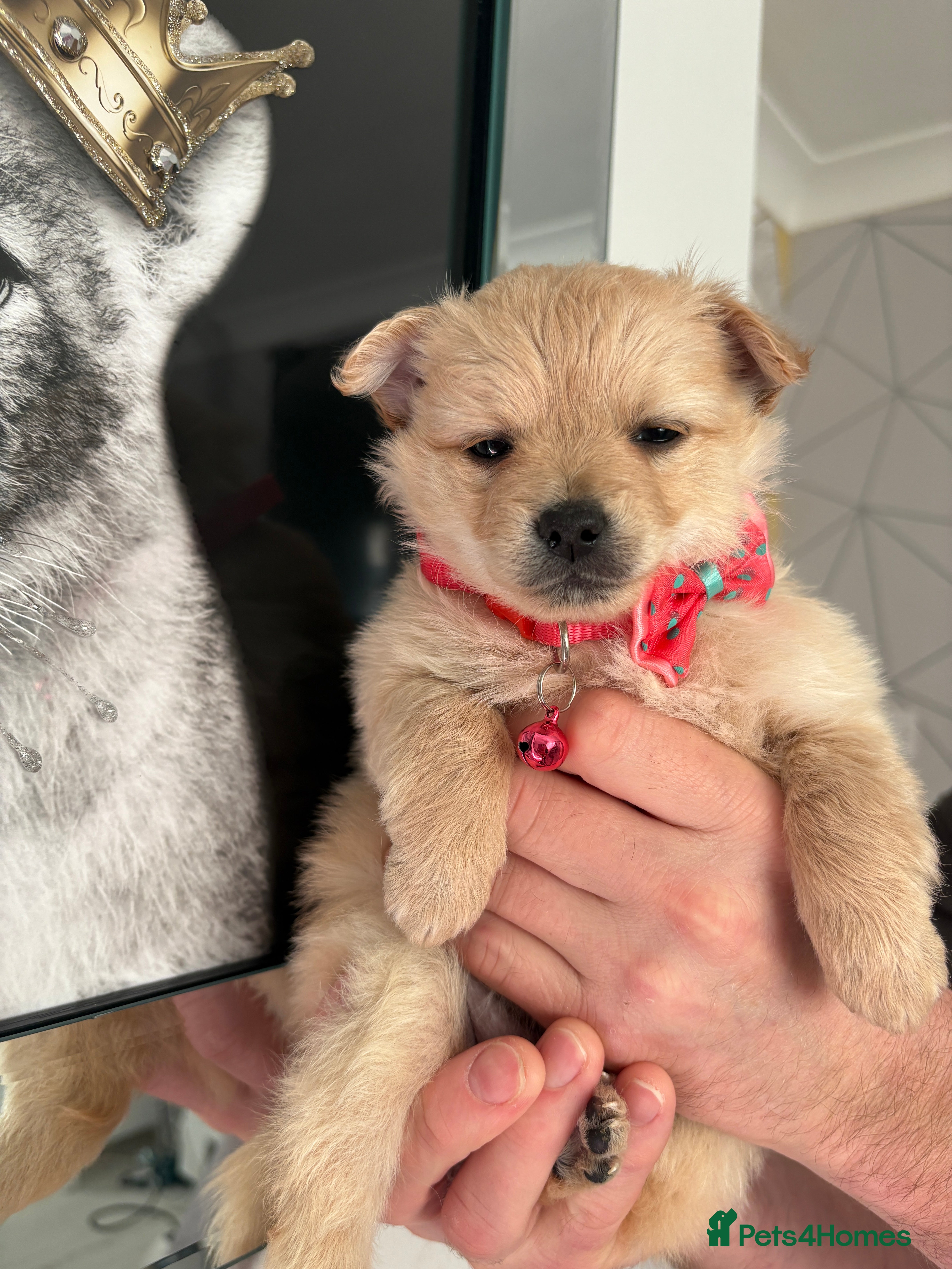 Mixed Breed dogs Italian volpino x deer head chihuahua puppies  - Advert 5