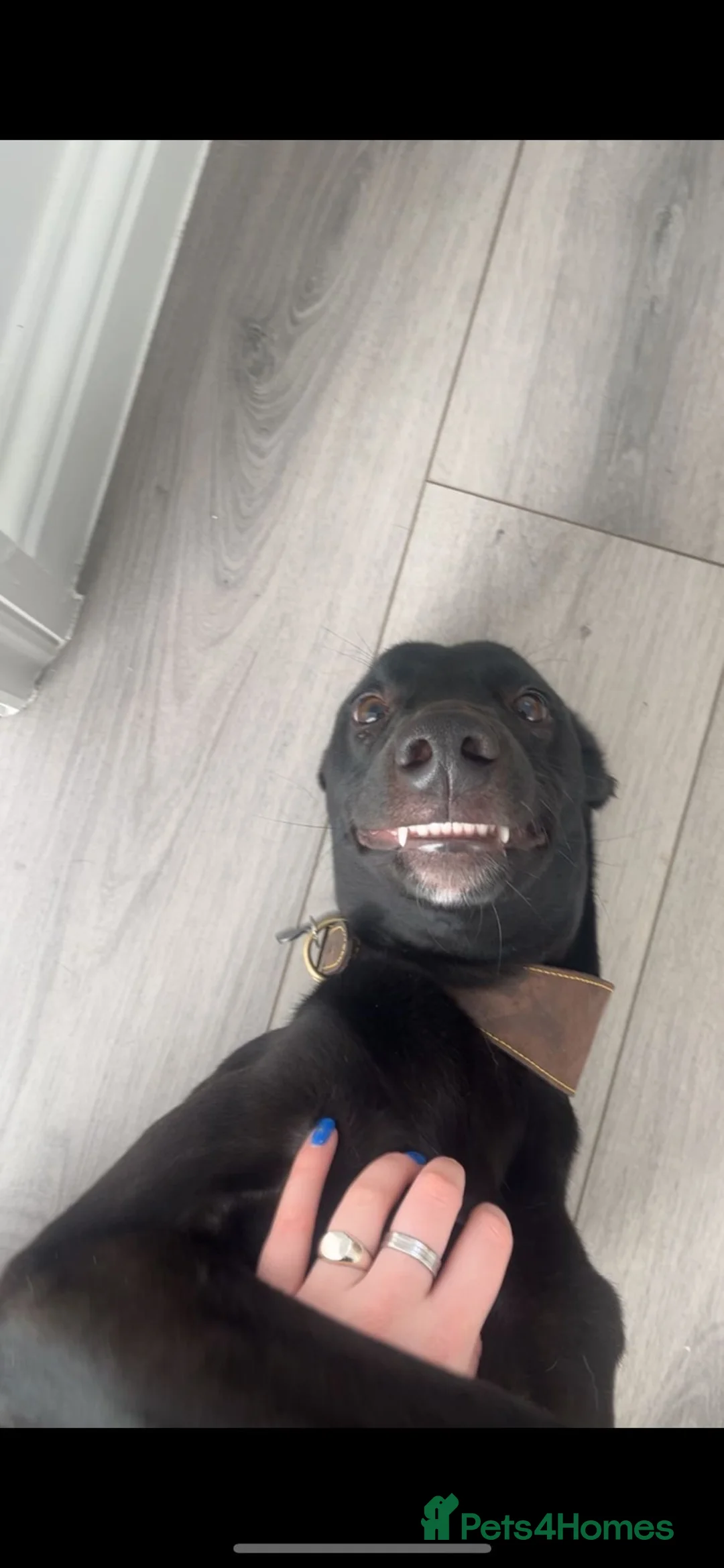 Mixed Breed dogs for sale: Milo - Lurcher x Greyhound male 11month  - Advert 5