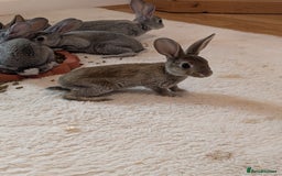 Rex rabbits for sale: Standard Rex babies ready 16/9 - Image 3