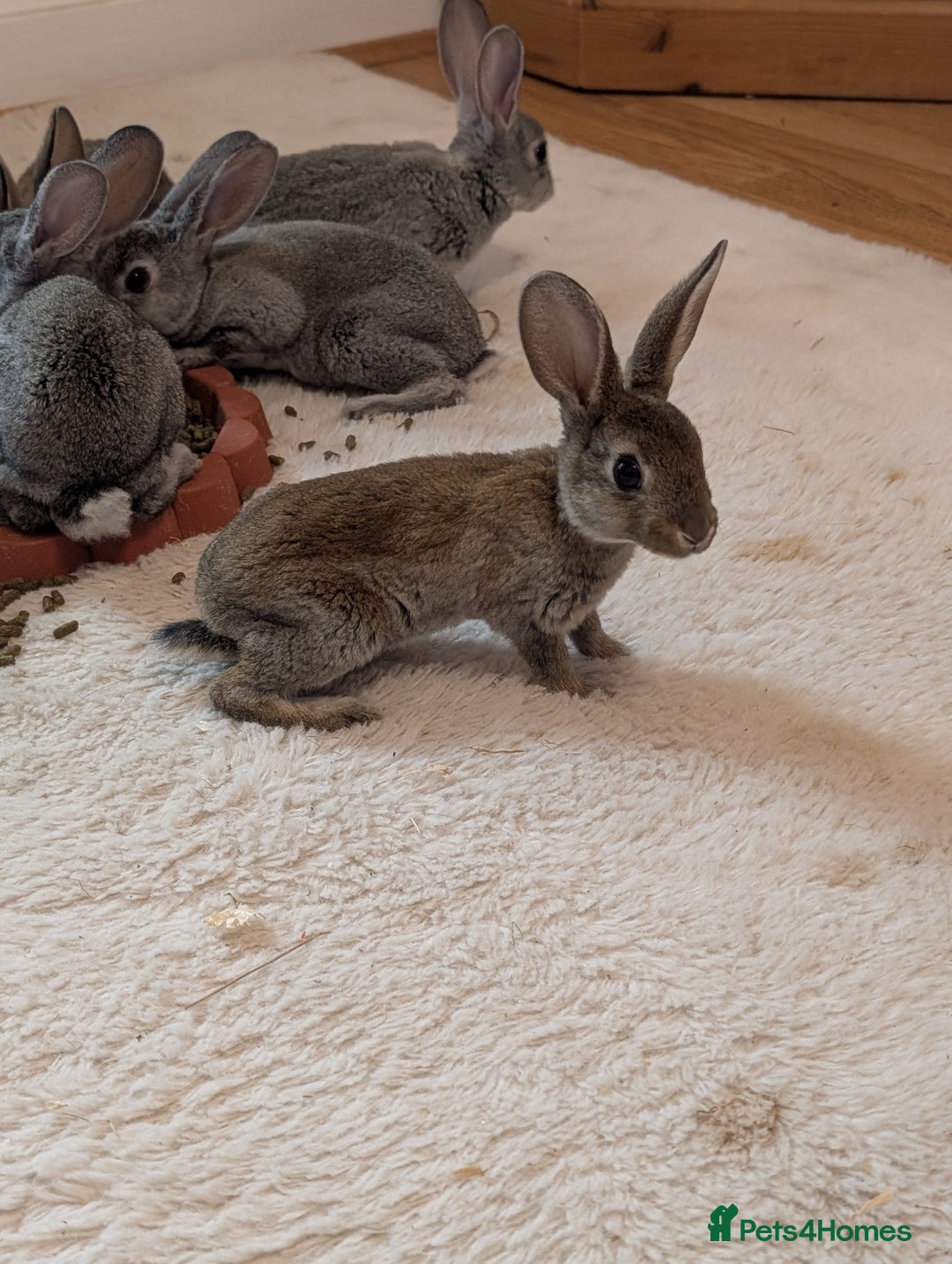 Rex rabbits for sale: Standard Rex babies ready 16/9 - Image 3