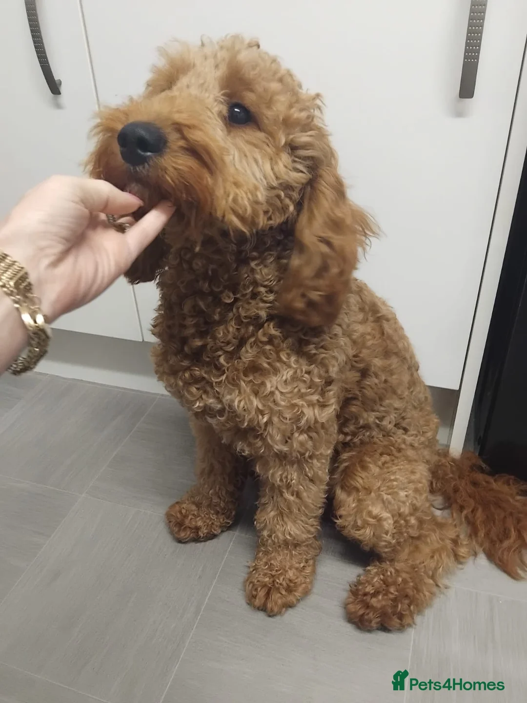 Cavapoo dogs for sale: Cavapoo - Advert 1