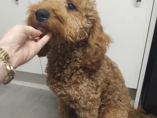 Cavapoo dogs Cavapoo - Advert 1