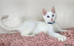 Maine Coon cats for sale: Ready now - TICA MaineCoon Kittens - Image 6