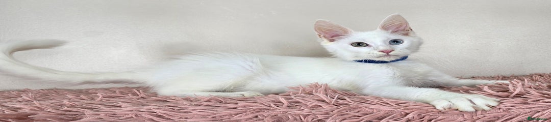 Maine Coon Kitten 3