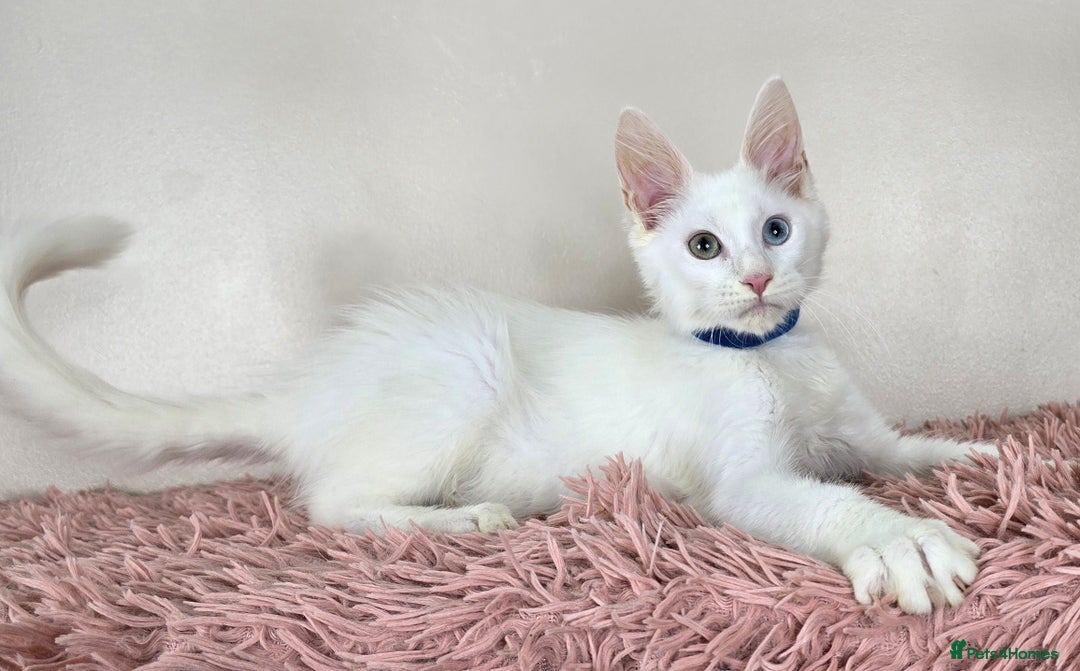 Maine Coon cats for sale: Ready now - TICA MaineCoon Kittens - Image 6