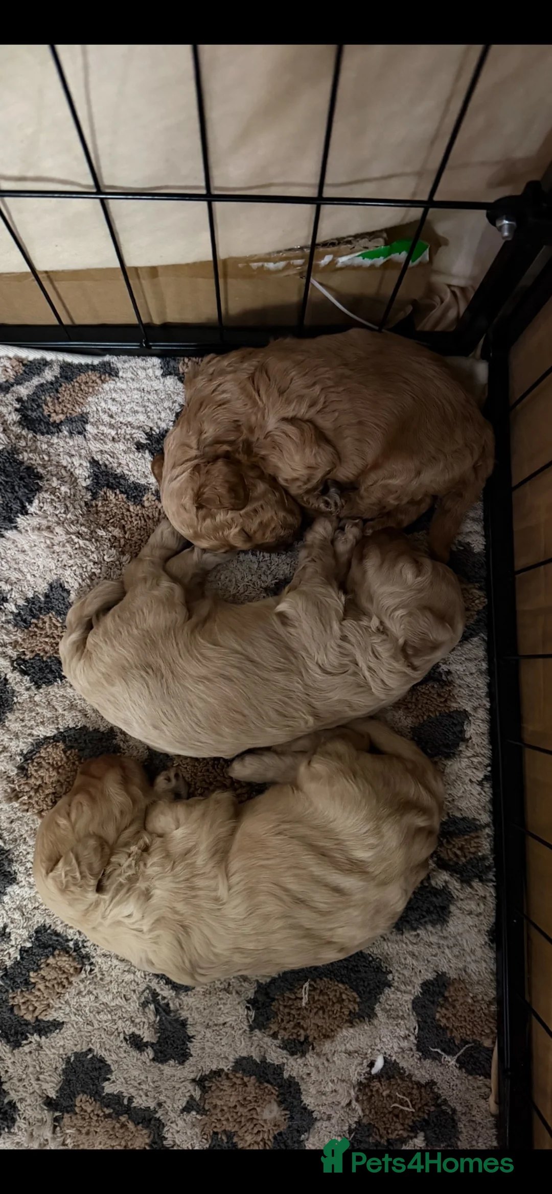Toy Poodle dogs for sale: Miniature toy poodles  - Advert 2