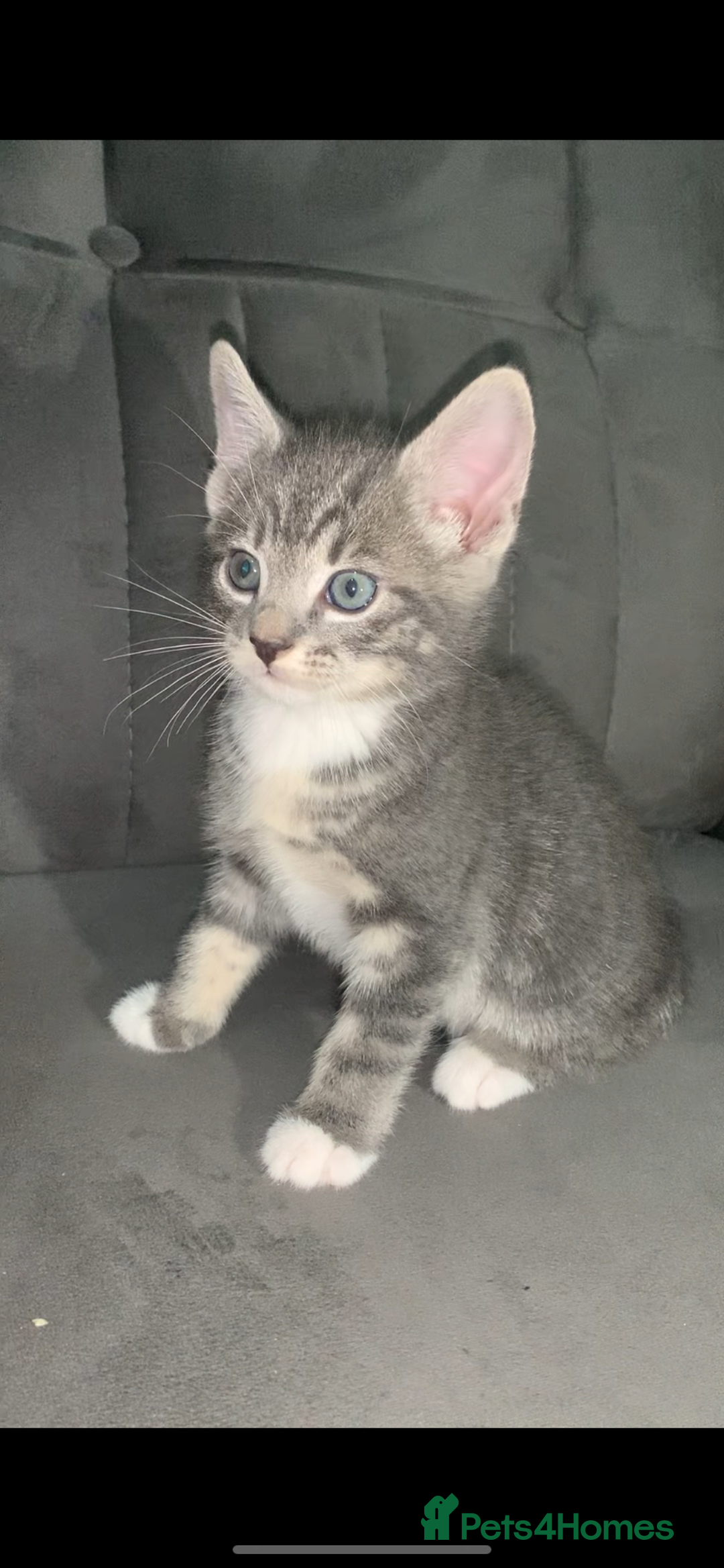 British Shorthair cats for sale: British short hair kitten  - Advert 2