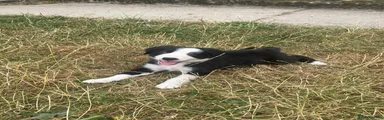 Border Collie 6