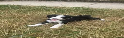 Border Collie dogs for sale: 7 well socialised puppies in Knighton - Advert 2