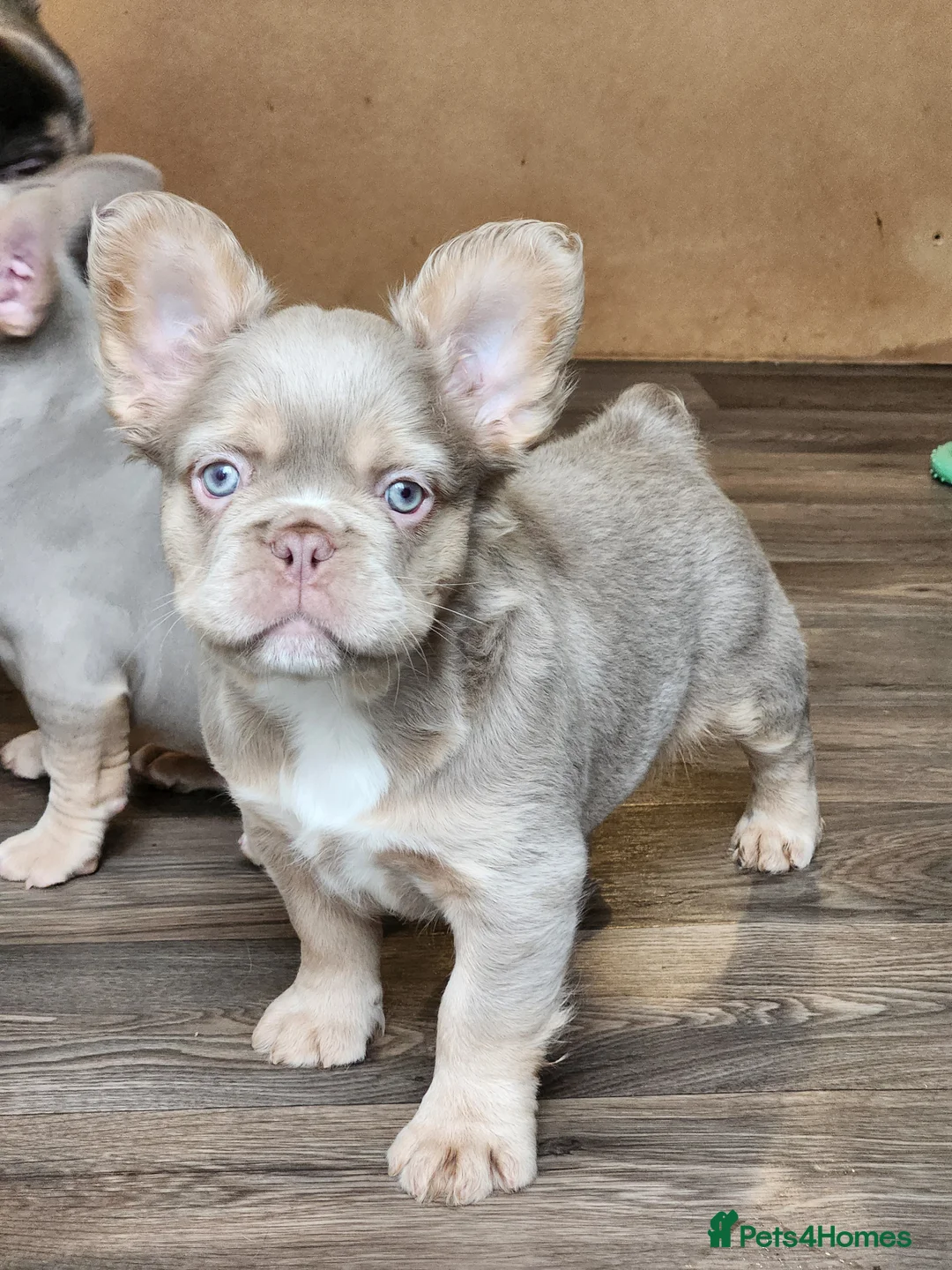 French Bulldog dogs for sale: Quality French Bulldog Puppies - Advert 7