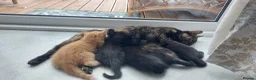 Mixed Breed cats for sale: Adorable Playful Kittens Looking for Home 🐾 - Advert 24