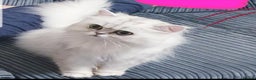 Persian cats for stud: Persian chinchilla 💕 in Leeds - Advert 1
