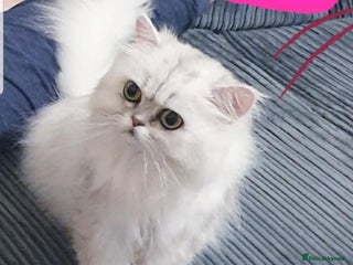 Persian cats in Leeds - Advert 5