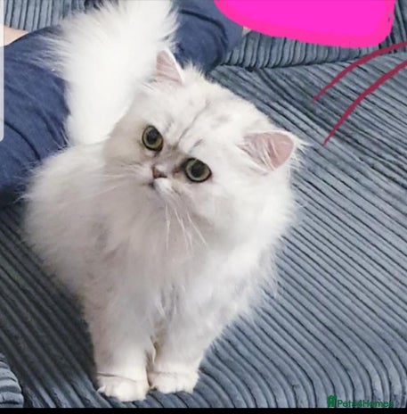 Persian cats Persian chinchilla 💕 in Leeds - Advert 10