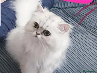 Persian cats Persian chinchilla 💕 - Advert 16