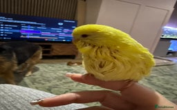 Budgerigars birds for sale: Hand reared Budgies’s  - Image 7